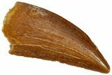 Serrated, Raptor Tooth - Real Dinosaur Tooth #285214-1